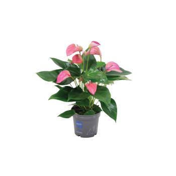 FLAMINGOVEC (Anthurium andraeanum 