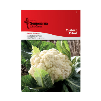 Cvetača Erfurt 3 Semenarna 