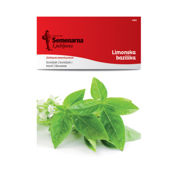 Limonska Bazilika 1081 Semenarna 