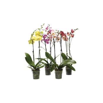 ORHIDEJA PHALAENOPSIS (Phalaenopsis sp.), MIX, 2 STEBELNA, P12H55 