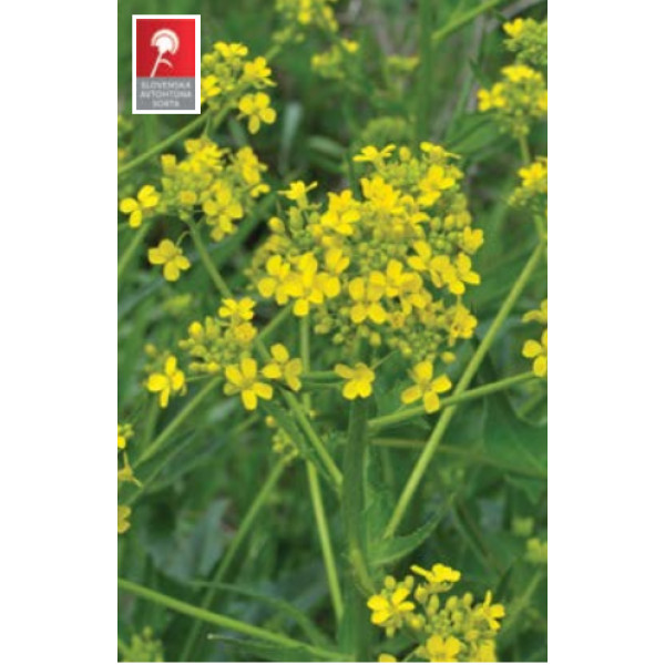 Krmna ogrščica Daniela 1 kg 