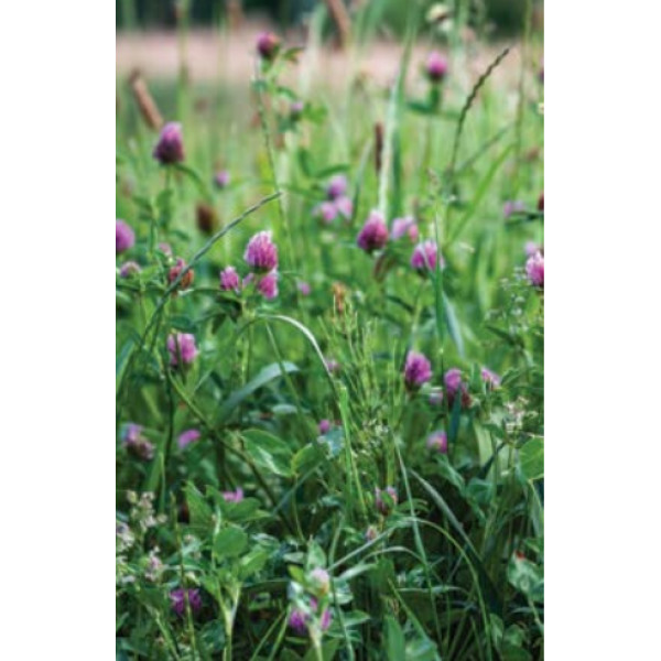 Travnik s črno deteljo 10 kg 