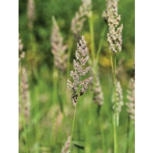 Pasja trava Treposno 5 kg 