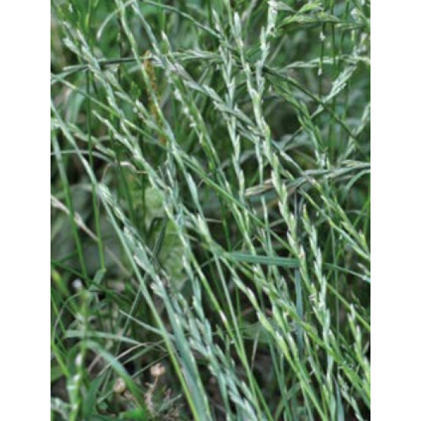 Trpežna ljuljka Mathilde 10 kg 