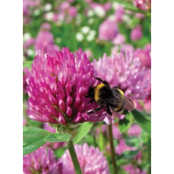 Črna detelja Rozeta 10 kg 