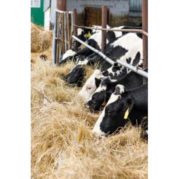 Njiva 3 večletna kompleksna DTM z lucerno 10 kg 