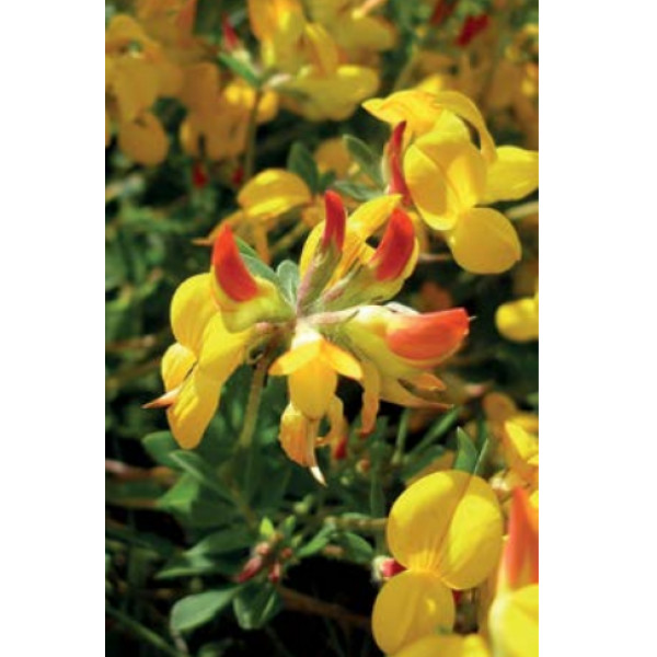 Nokota Marianne 1 kg – šk. 