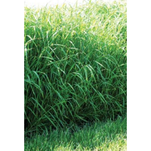 Sudanska trava Gardavan 15 kg 