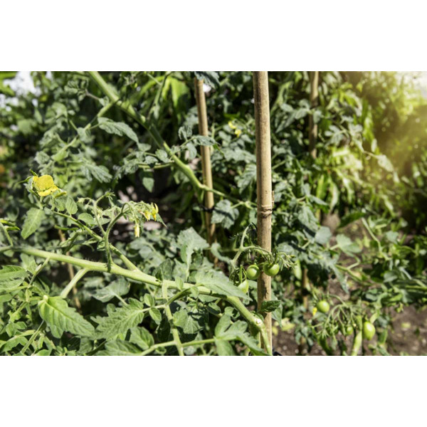 Opornik bambus 60 cm 10 kom 5–7 mm 