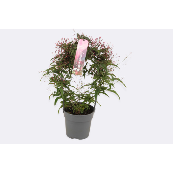 Jasmin (Jasminum polyanthum, Passion Dark Pink), P12H40 