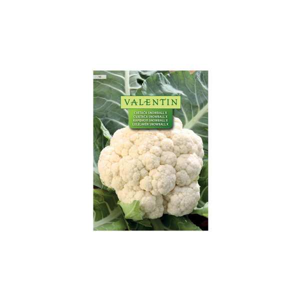 Cvetača Snowball X 10 Valentin 