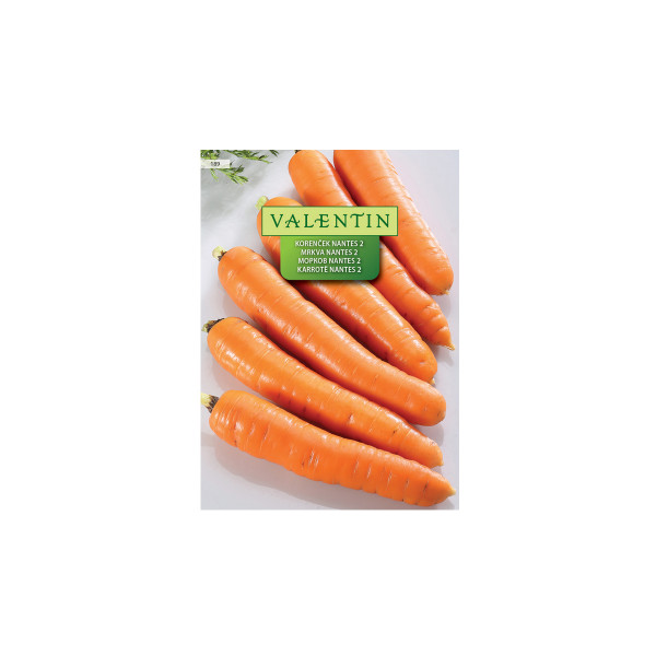 Korenček Nantes 2 189 Valentin 