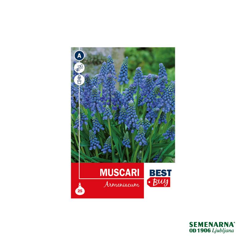 Super Best Buy Muscari Armeniacum Blue 25/1 