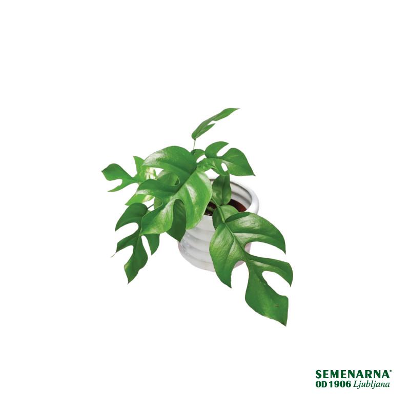 MONSTERA MINIMA (Raphidophora terasperma), P12H28 