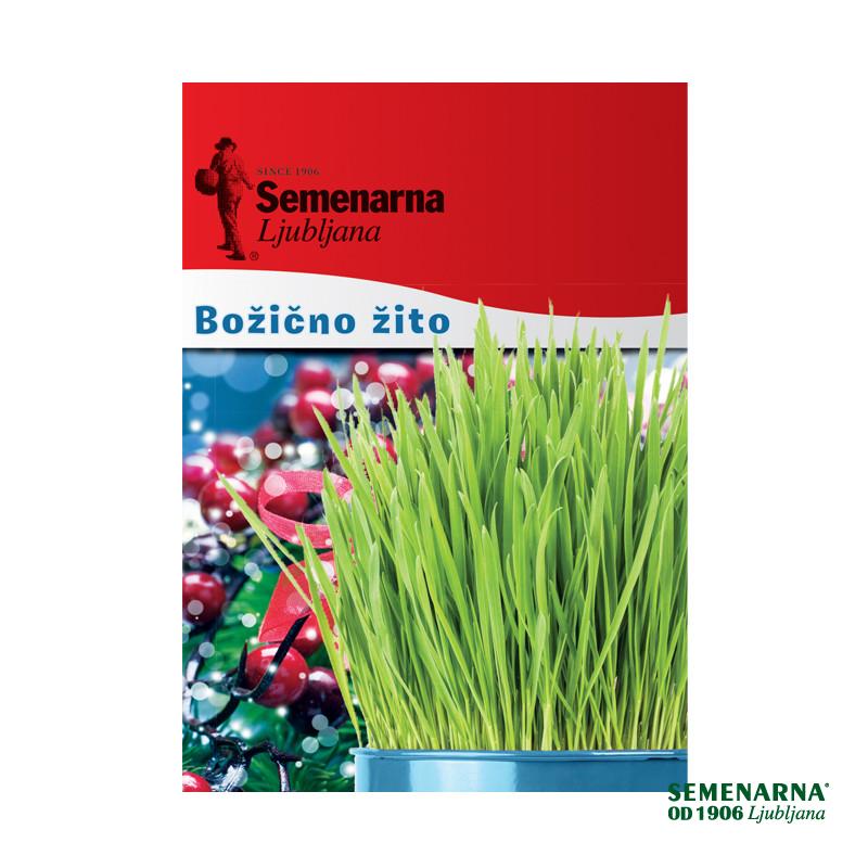 Božično žito – tradicionalno 