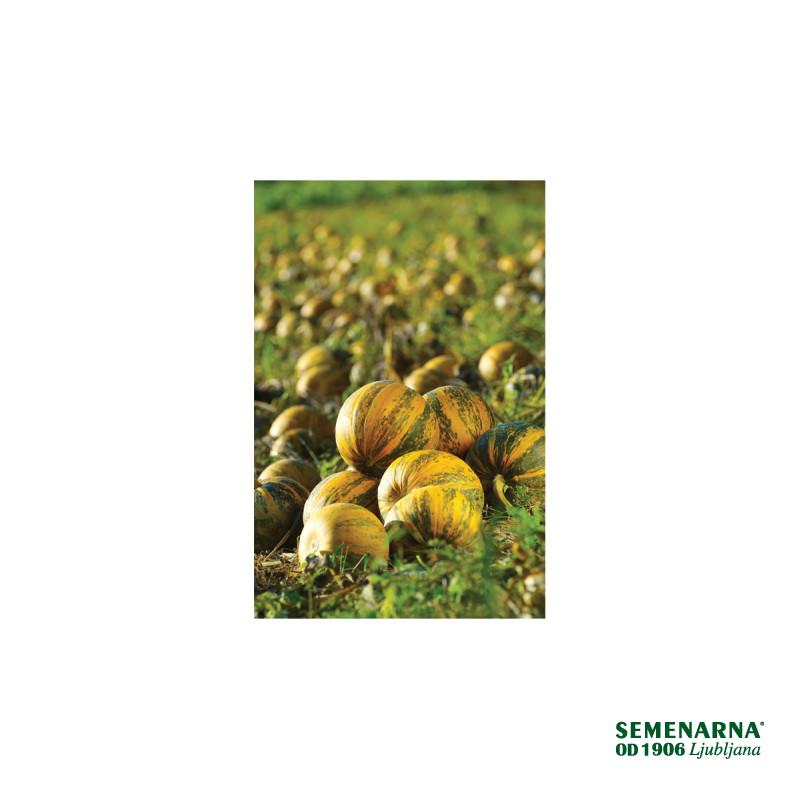 Buča slovenska Golica 500 g 