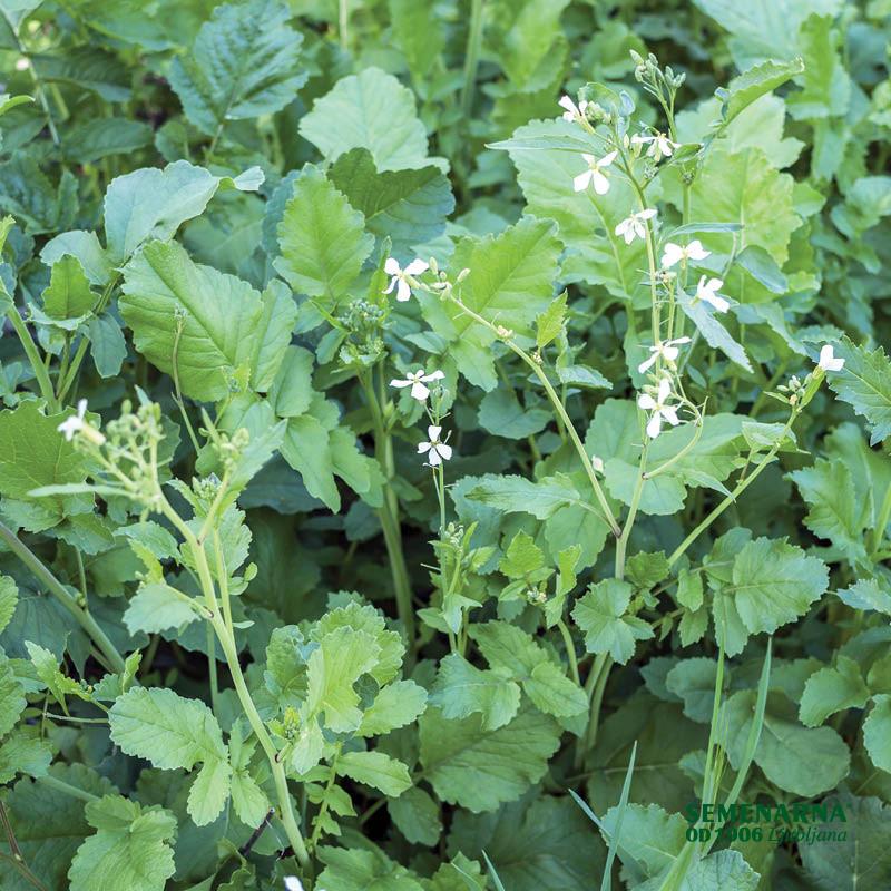 Oljna redkev Apoll 1 kg 