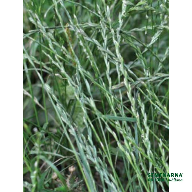 Trpežna ljuljka Mathilde 1 kg 