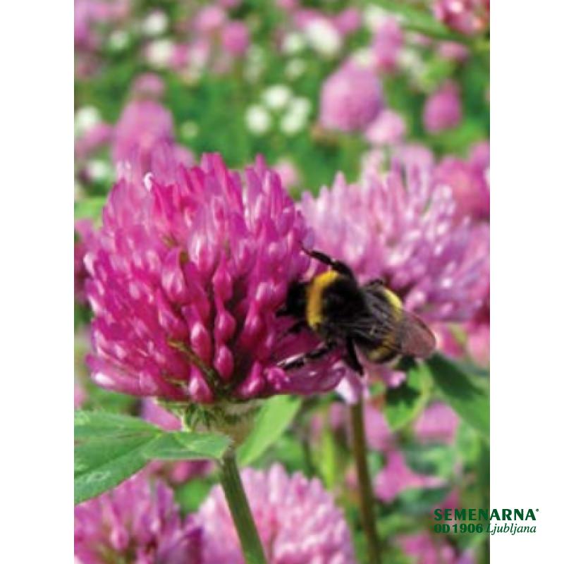 Črna detelja Rozeta 10 kg 