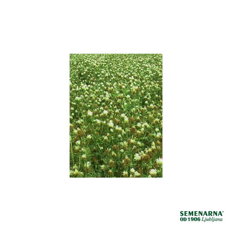 Aleksandrijska detelja Akeneton 1 kg 