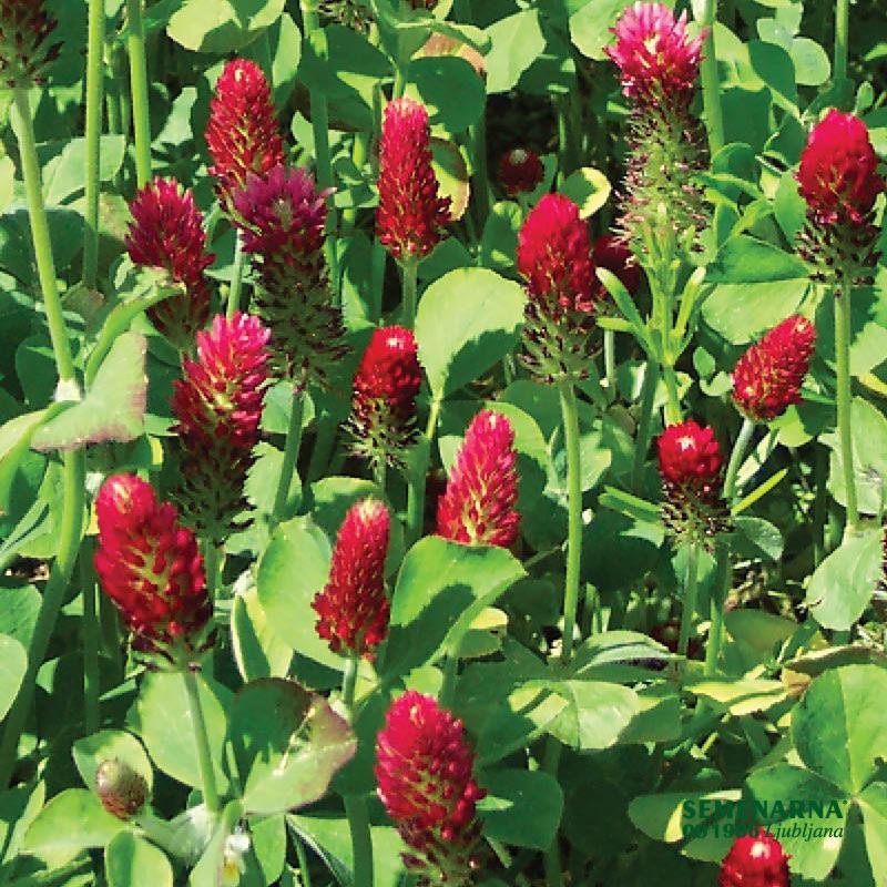 Inkarnatka Inkara 25 kg 