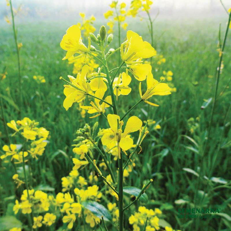 Gorjušica bela Zlata 25 kg 