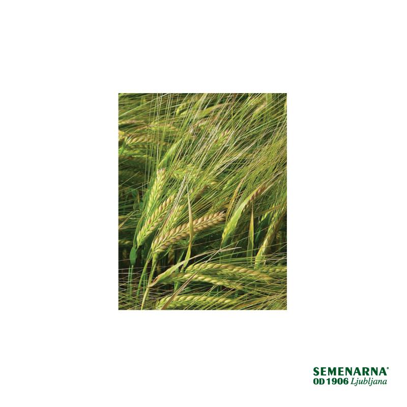 Ječmen jari Solist C1 25 kg 