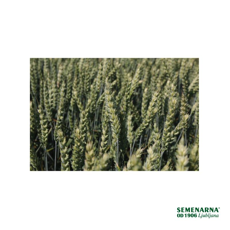 PŠENICA JARA TELIMENA 25 KG 