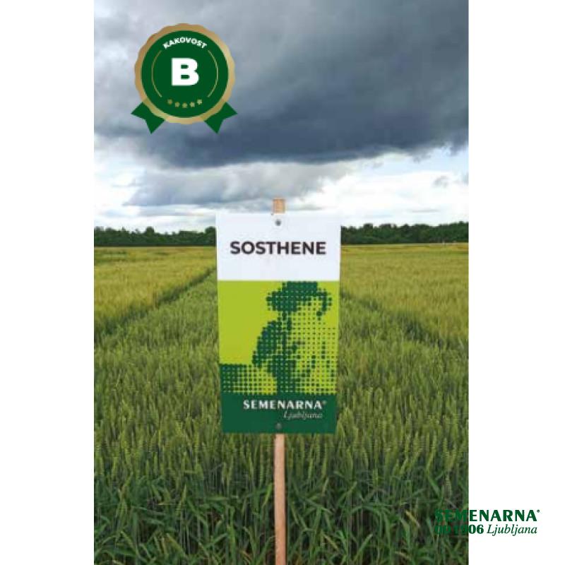 PŠENICA NAVADNA SOSTHENE CS C1 25 KG T 