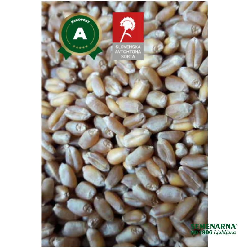 PŠENICA NAVADNA GOROLKA 25 KG 