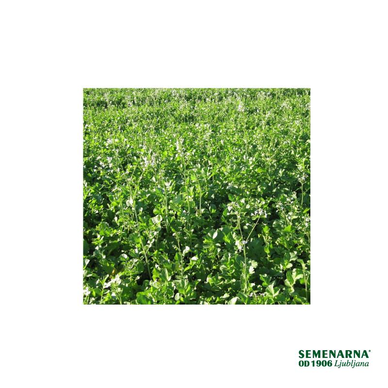 Oljna redkev Iris 1 kg 