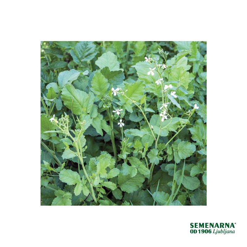 Oljna redkev Anna 25 kg 