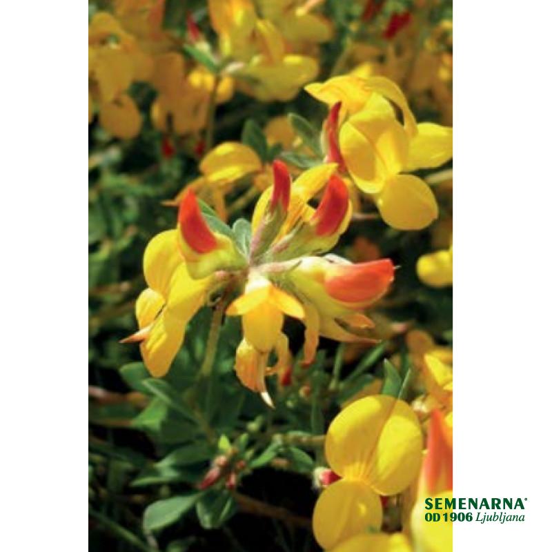 Nokota Marianne 1 kg – šk. 