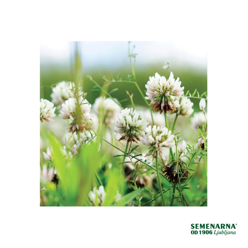 Bela detelja Pericon 1 kg 