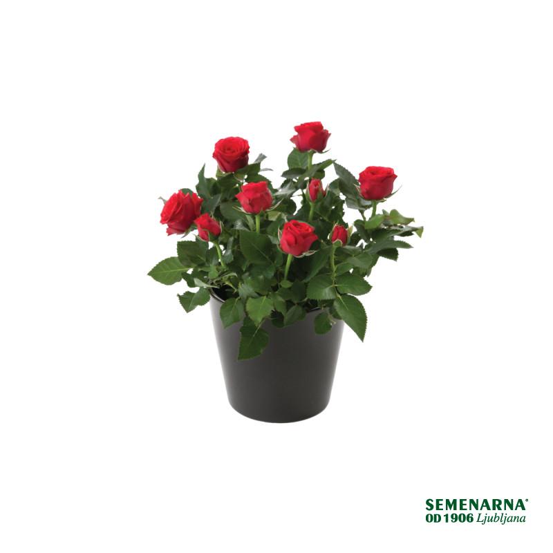 VRTNICA, SOBNA (Rosa sp. 