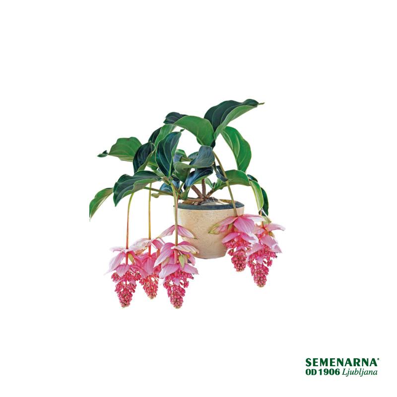 MEDINILA (Medinilla magnifica), P17H55 