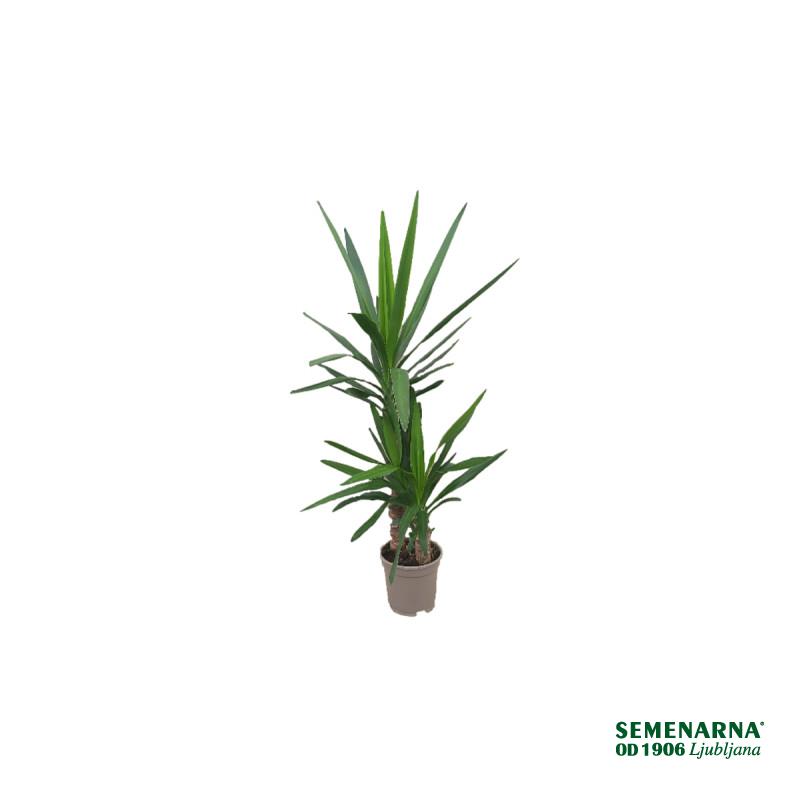 Juka (Yucca elephantipes), 2 stebelna, P17H80 