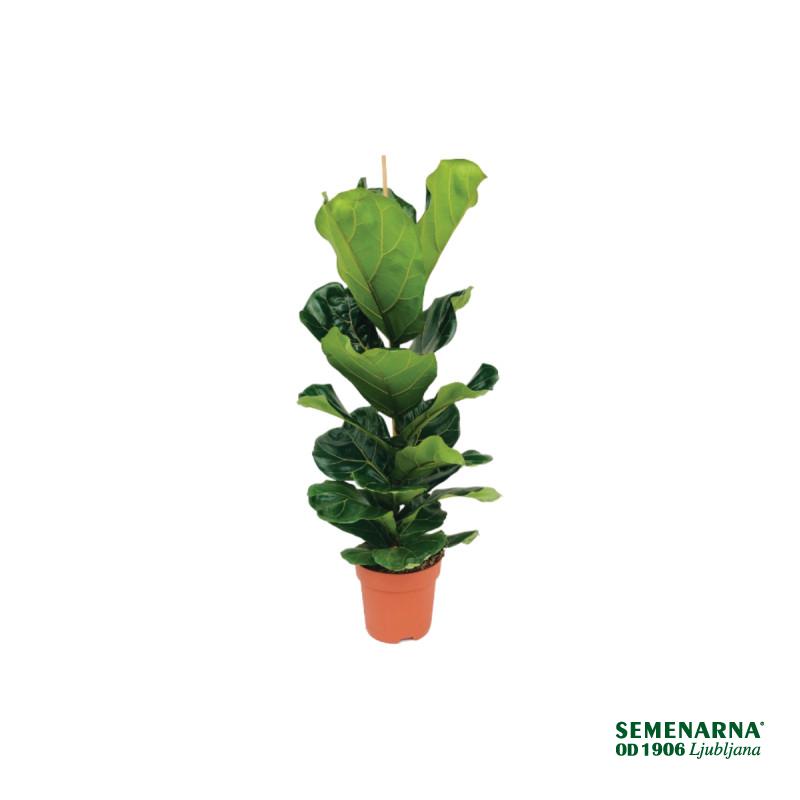 FIKUS, LIRASTOLISTI (Ficus lyrata), P21H105 