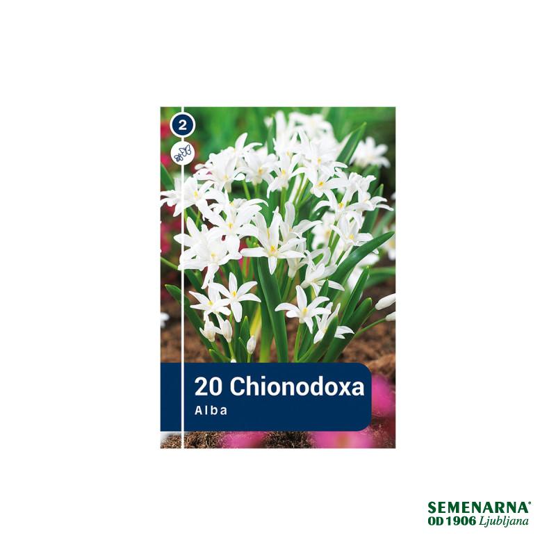 Master Chionodoxa Luciliae Alba 20/1 
