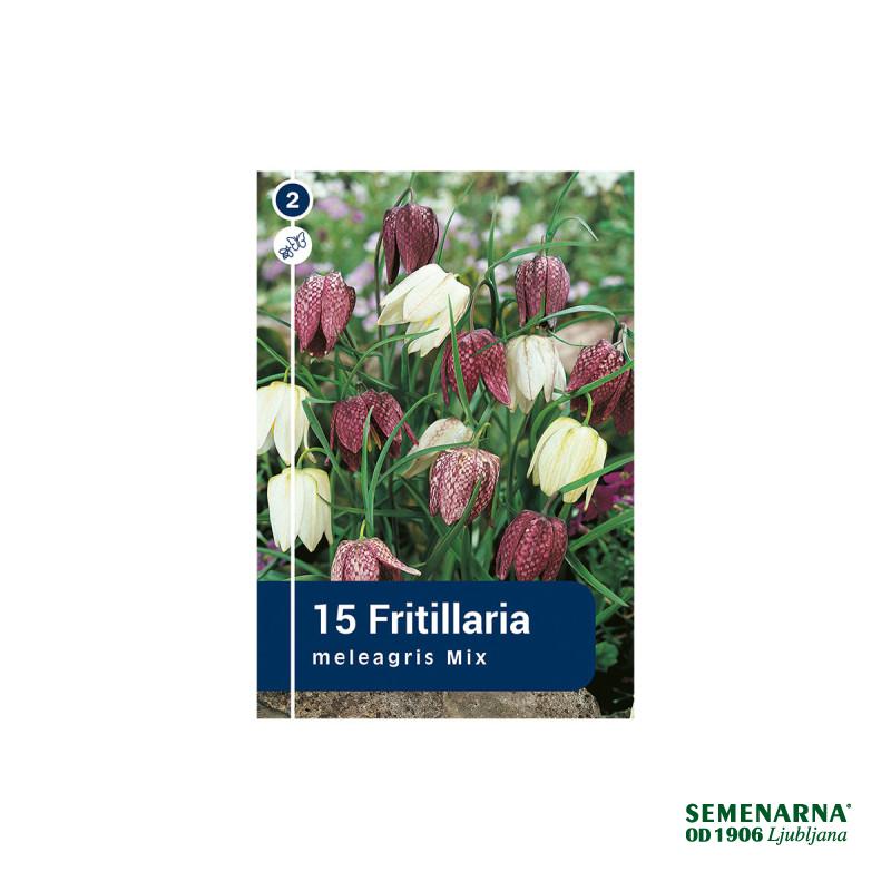 Master Fritillaria Meleagris 15/1 