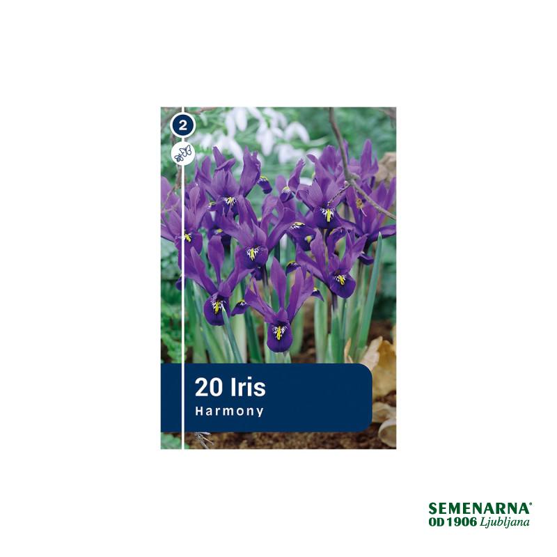 Master Iris Botanical Reticulata 20/1 