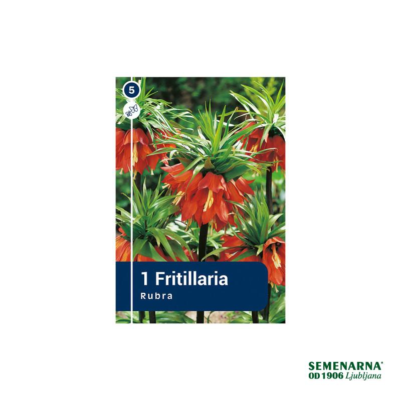 Master Fritillaria Imperialis Rubra 1/1 