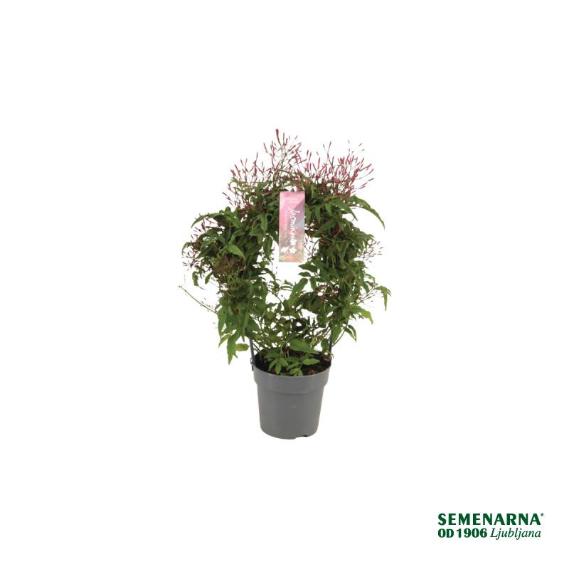 Jasmin (Jasminum polyanthum, Passion Dark Pink), P12H40 