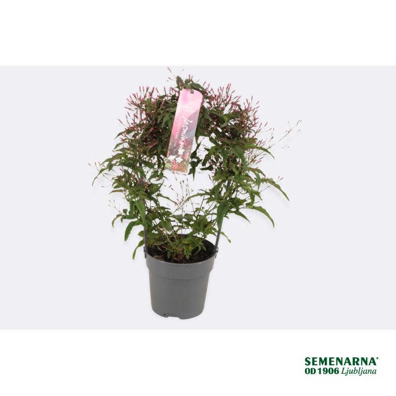 Jasmin (Jasminum polyanthum, Passion Dark Pink), P12H40 