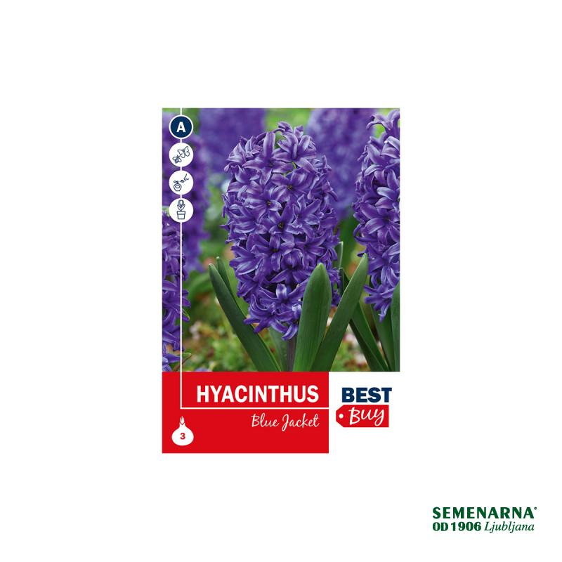 Super Best Buy Hyacinthus Blue Jacket 3/1 