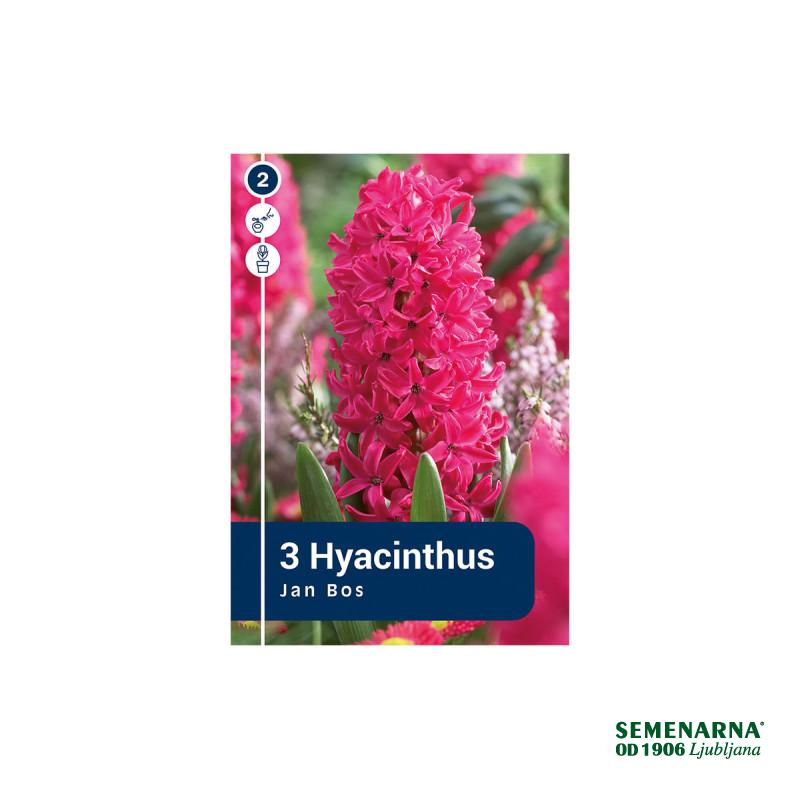Master Hyacinthus Jan Bos 3/1 