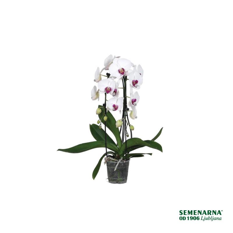 ORHIDEJA PHALAENOPSIS (Phalaenopsis sp. 