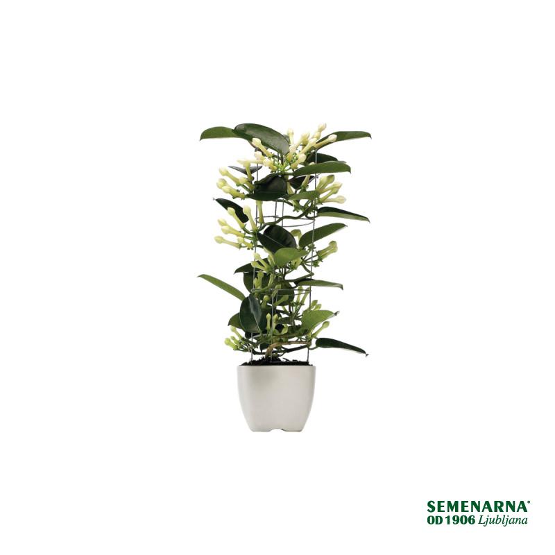 STEPHANOTIS (Stephanotis floribunda 