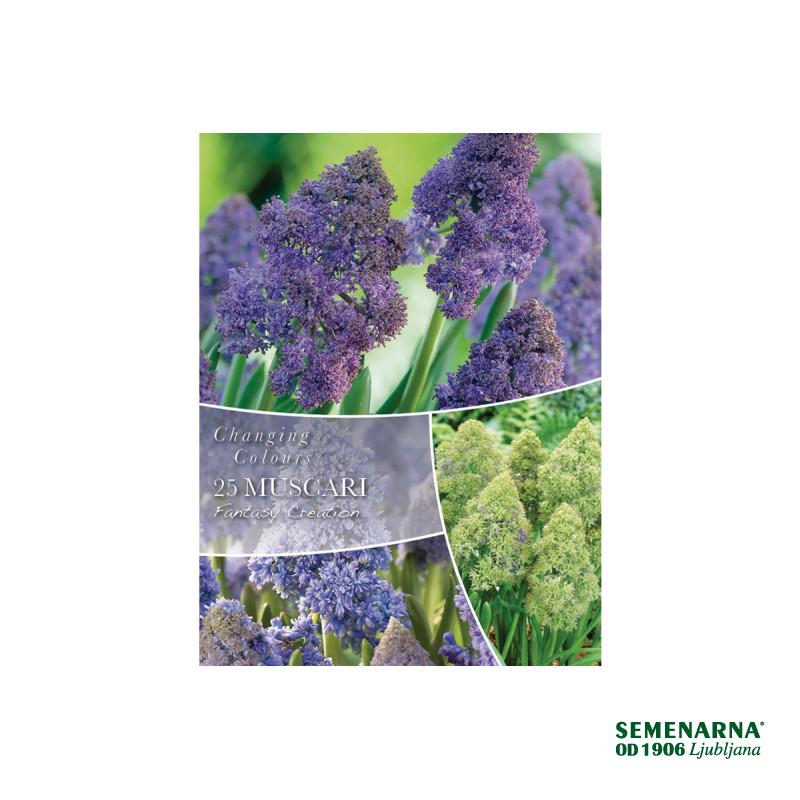 Changing Colors Muscari Fantasy Creation 25/1 