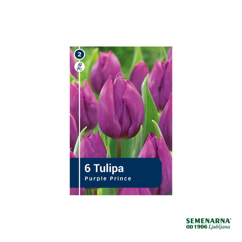 Master Tulipa Purple Prince 6/1 